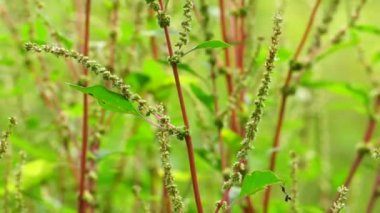 Thorny Amaranthus (Amaranthus spinosus, dikenli araranth, dikenli yosun, dikenli armut, dikenli amaranth)