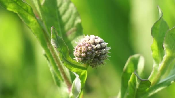 自然の背景を持つ菊のバルサミタ 痛みやけいれんを緩和する伝統的な薬 — ストック動画