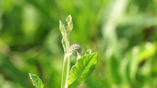 Chrysant Balsamita Met Een Natuurlijke Achtergrond Traditionele Geneeskunde Pijn Krampen — Stockvideo