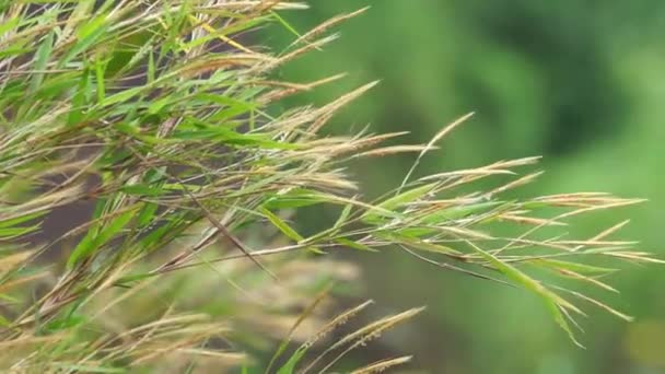 Pogonatherum Crinitum Bamboo Grass Kotokan Merangan Andropogon Crinitus Pogonopsis Tenera — Stock Video