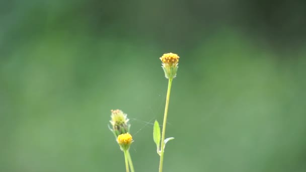 ビデンス ラジアタ工場 ビデンス ラジアタは 家族のアスタリスに属する開花植物の種です — ストック動画