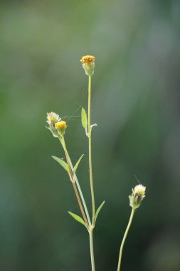 Bidens radyatör bitkisi. Bidens radiata, Asteraceae familyasından bir bitki türü.