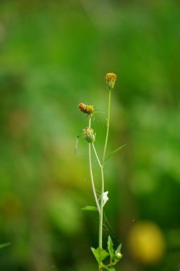Bidens radyatör bitkisi. Bidens radiata, Asteraceae familyasından bir bitki türü.