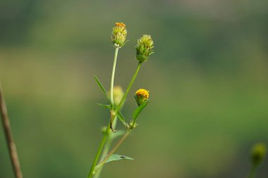 Bidens radyatör bitkisi. Bidens radiata, Asteraceae familyasından bir bitki türü.