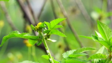 Bidens radyatör bitkisi. Bidens radiata, Asteraceae familyasından bir bitki türü.