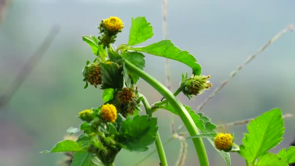Bidens Radyatör Bitkisi Bidens Radiata Asteraceae Familyasından Bir Bitki Türü — Stok video