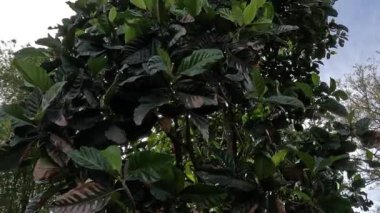 Benda (Bendo, terap, tekalong, Artocarpus elasticus). Cava halkı ilaç olarak özsuyu kullanır. Meyve olgunlaştığında yenebilir.