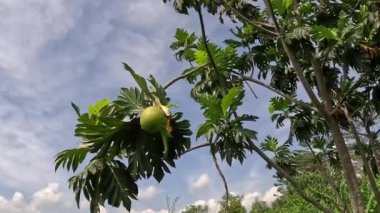 Ekmek meyvesi (Artocarpus altilis) ağacın üzerinde. Ekmek meyvesi bir kez pişirildikten sonra yenebilir ya da çeşitli diğer yiyeceklere dönüştürülebilir.