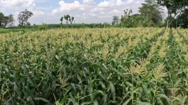 Ağaçtaki yeşil mısır