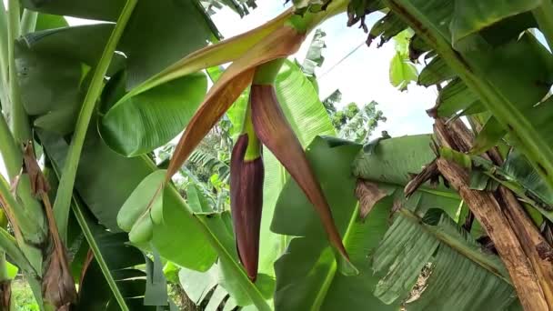 Bananowe Serce Naturalnym Tłem Może Być Gotowane Dla Wegan Indonezja — Wideo stockowe