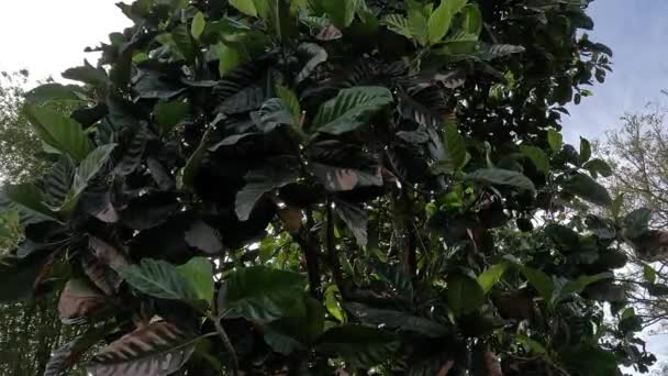ベンダ ベンダ バンド タカロング アルトカルパス弾性 ジャワ人は樹液を薬として使います 果実が熟したら 食べることができます — ストック動画