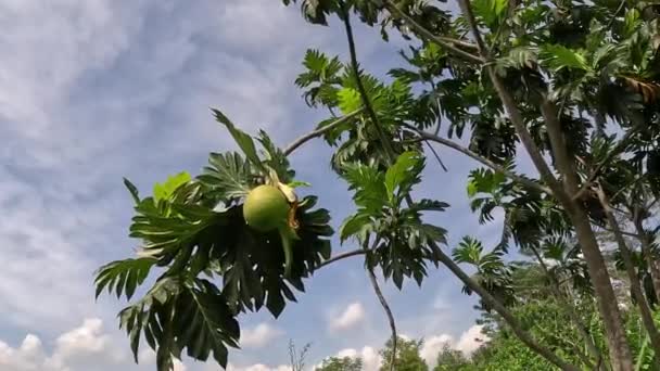 Pan Artocarpus Altilis Árbol Pan Puede Comer Una Vez Cocinado — Vídeo de stock