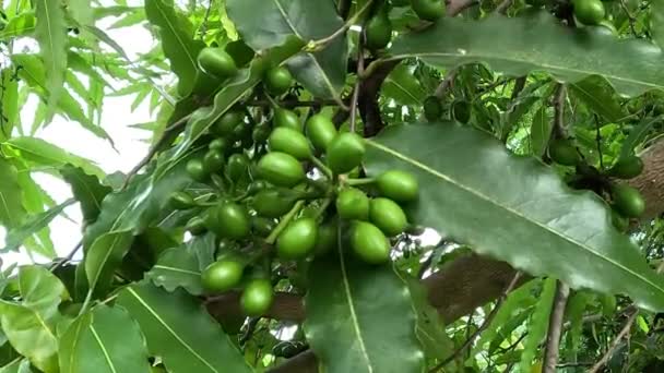 Polyalthia Longifolia Glodokan Glodogan Tiang Naturalnym Tłem Wiecznie Zielone Drzewo — Wideo stockowe
