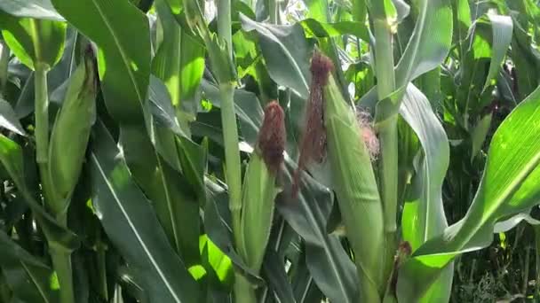 Зеленая Кукуруза Дереве — стоковое видео