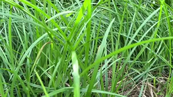 Cyperus Rotundus Coco Grass Java Grass Nut Grass Purple Nut — Αρχείο Βίντεο