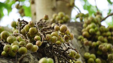 Ficus racemosa (incir kümesi, kırmızı nehir inciri, gular, elo, loa, Ficus glomerata). Hindistan 'da kabuk, hamuru hamura veya sivrisinek ısırıklarına uygulanabilecek bir macun yapmak için suyla bir taşa sürtünür..