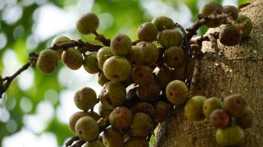 Ficus racemosa (incir kümesi, kırmızı nehir inciri, gular, elo, loa, Ficus glomerata). Hindistan 'da kabuk, hamuru hamura veya sivrisinek ısırıklarına uygulanabilecek bir macun yapmak için suyla bir taşa sürtünür..