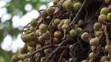 Ficus racemosa (incir kümesi, kırmızı nehir inciri, gular, elo, loa, Ficus glomerata). Hindistan 'da kabuk, hamuru hamura veya sivrisinek ısırıklarına uygulanabilecek bir macun yapmak için suyla bir taşa sürtünür..