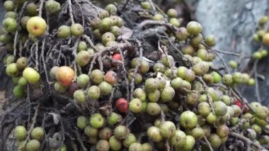 Ficus racemosa (incir kümesi, kırmızı nehir inciri, gular, elo, loa, Ficus glomerata). Hindistan 'da kabuk, hamuru hamura veya sivrisinek ısırıklarına uygulanabilecek bir macun yapmak için suyla bir taşa sürtünür..