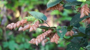 Flemingia strobilifera (şans bitkisi, yabani sıçrayışlar, Hedysarum bracteatum). Hint alt kıtasında epilepsi, histeri ve ateşi tedavi etmek için geleneksel bir ilaç olarak kullanılır.