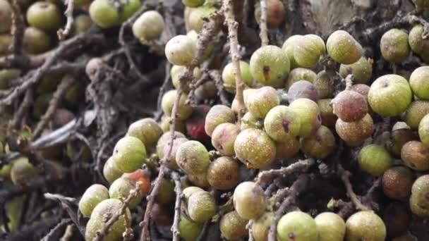 Ficus Racemosa Σύμπλεγμα Σύκων Κόκκινου Ποταμού Σύκου Γλοιώδους Elo Loa — Αρχείο Βίντεο