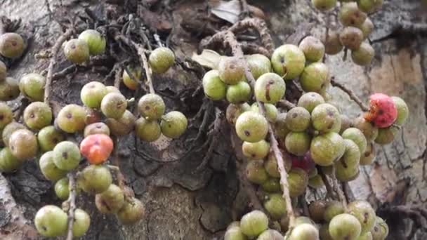 Ficus Racemosa Clustervijg Rode Riviervijg Gular Elo Loa Ficus Glomerata — Stockvideo