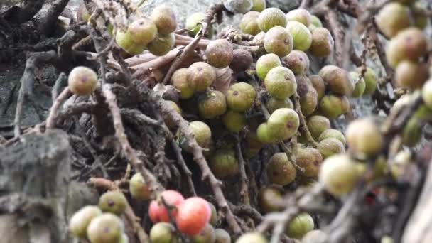 Ficus Racemosa Кластерный Инжир Красный Речной Инжир Гуляр Elo Loa — стоковое видео