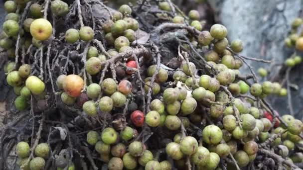 Ficus Racemosa Traubenfeige Rote Flussfeige Eckig Elo Loa Ficus Glomerata — Stockvideo