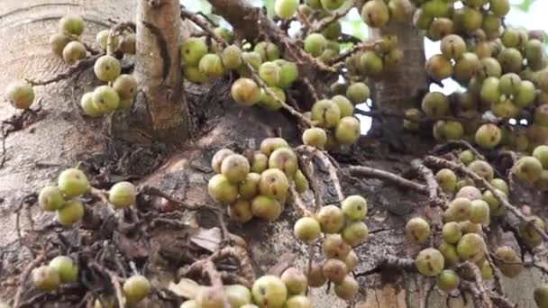 Ficus Racemosa Clustervijg Rode Riviervijg Gular Elo Loa Ficus Glomerata — Stockvideo