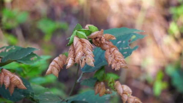 Flemingia Strobilifera Geluksplant Wilde Hop Hedysarum Bracteatum Het Indiase Subcontinent — Stockvideo