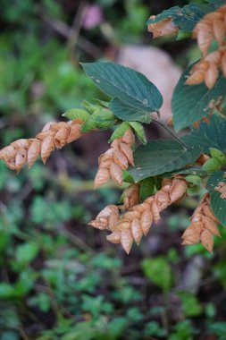 Flemingia strobilifera (şans bitkisi, yabani sıçrayışlar, Hedysarum bracteatum). Hint alt kıtasında epilepsi, histeri ve ateşi tedavi etmek için geleneksel bir ilaç olarak kullanılır.