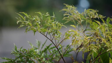 Polyscias fruticosa (Ming aralia, cüce ağacı, Daun berlangkas, kuku garuda, pokok teh). Asya ülkelerinde, Polyscias fruticosa yaprakları bir tonik, anti-inflamatuar olarak kullanılır, 