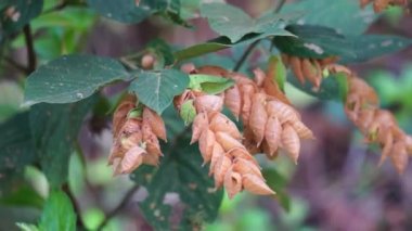 Flemingia strobilifera (şans bitkisi, yabani sıçrayışlar, Hedysarum bracteatum). Hint alt kıtasında epilepsi, histeri ve ateşi tedavi etmek için geleneksel bir ilaç olarak kullanılır.