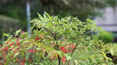 Polyscias fruticosa (Ming aralia, cüce ağacı, Daun berlangkas, kuku garuda, pokok teh). Asya ülkelerinde, Polyscias fruticosa yaprakları bir tonik, anti-inflamatuar olarak kullanılır, 