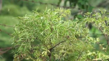 Polyscias fruticosa (Ming aralia, cüce ağacı, Daun berlangkas, kuku garuda, pokok teh). Asya ülkelerinde, Polyscias fruticosa yaprakları bir tonik, anti-inflamatuar olarak kullanılır, 