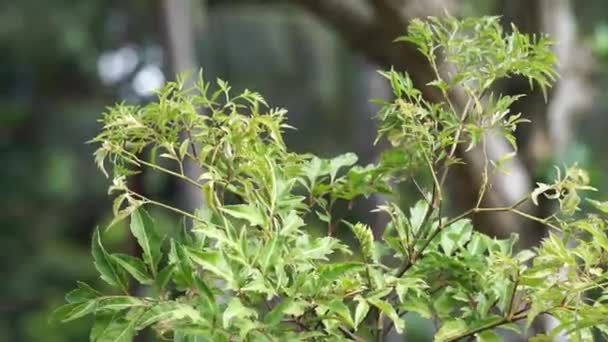 Polyscias Fruticosa Ming Aralia Dwarf Tree Daun Berlangkas Kuku Garuda — стоковое видео