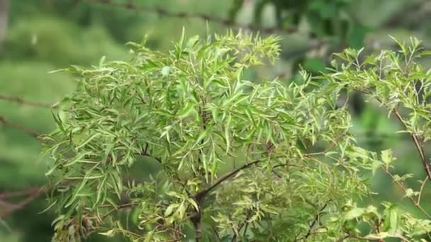 Polyscias Fruticosa Ming Aralia Dwarf Tree Daun Berlangkas Kuku Garuda — Stock video