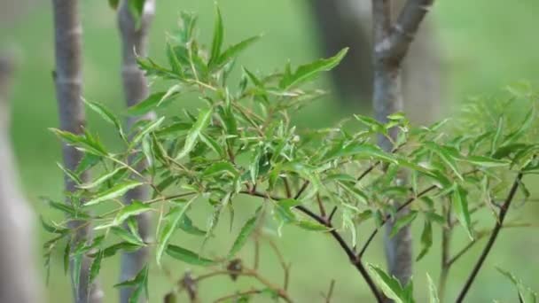 Polyscias Fruticosa Ming Aralia Drzewo Karłowate Daun Berlangkas Kuku Garuda — Wideo stockowe