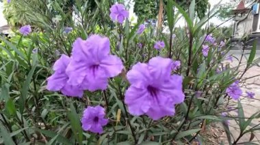 Ruellia Simplex (Kencana ungu, Rawelia, Rolia, Rowlea olarak da bilinir) doğal bir geçmişi vardır.