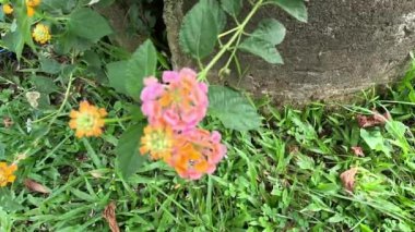 Lantana camara (tahi ayam, sailara, tembelekan, lantana, big sage, wild sage, red sage, white sage, tick berry, West Indian lantana, umbelanterna).