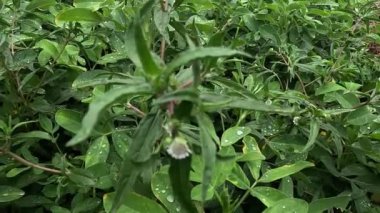 Eclipta alba (Urang-aring, sahte papatya, sahte papatya, yerba de tago, Karisalankanni, bhringraj) doğal arka plan. Bu bitki, ayçiçeği familyasından bir bitki türü..