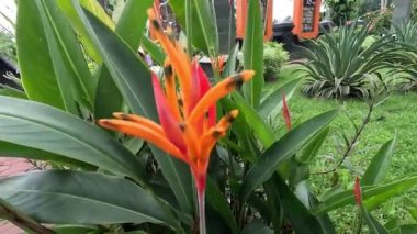 Heliconiaceae (Heliconiaceae, ıstakoz pençeleri, tukan gagası, yabani plantains, sahte cennet kuşu) doğal arka planı ile