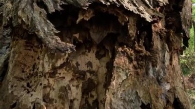 Kuru ormanın içinde Coptotermes formosanus (Formosan termite, super termite, semut kongkiak, rayap, anai-anai, semut putih)