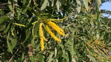 Acacia aneura (ayrıca mulga olarak da bilinir, gerçek mulga, akasia) doğal bir arka plana sahiptir.