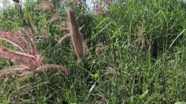 Doğada şişmiş parmak otu (Chloris barbata)