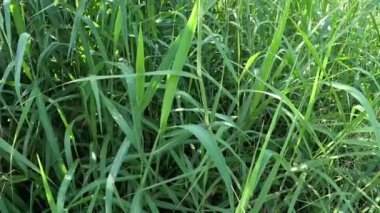 Sporobolus Alterniflorus (Spartina alterniflora, pürüzsüz çim, tuzlu bataklık çimi, tuzlu su kordotu) nehirde bulunur.