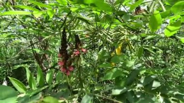 Indigofera Zollingeriana (ayrıca tarum, nila olarak da bilinir). Endonezya 'da, Sündanlılar batik boyası olarak Indigofera tinctoria (yerel olarak tarum veya nila olarak bilinir) kullanırlar.