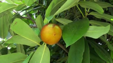 Diospyros blancoi (Diospyros renk değişimi, kadife elma, sembolo, buah mentega olarak da bilinir). Yumuşak meyve, krema ve pembe et üretir, şeftali ile kıyaslanabilir bir tadı ve aroması vardır.