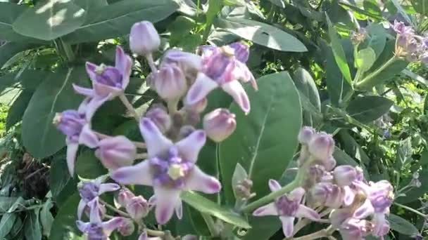具有自然背景的茶树 巨大的茶树 比杜利花 皇冠花 每朵花由五瓣尖花瓣和一个从中间升起的小 — 图库视频影像
