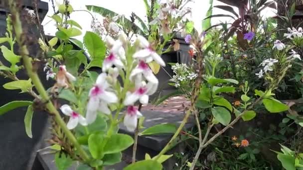 Pseuderanthemum Reticulatum Japanse Jasmijn Melati Jepang Met Een Natuurlijke Achtergrond — Stockvideo